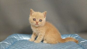 スコティッシュストレート【長野県・男の子・2019年3月26日・クリーム（ショートヘアー）】の写真「きれいなクリームの元気な男の子です。」