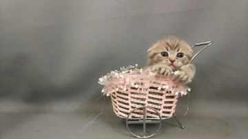 スコティッシュフォールド(折れ耳)【長野県・女の子・2019年3月9日・ブルータビー（ショートヘアー）】の写真「丸顔で優しい色合いの甘えん坊さんです」