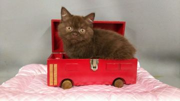 ブリティッシュショートヘア【長野県・女の子・2019年3月21日・チョコレート（ショートヘアー）】の写真「小降りの女の子らしい、可愛い子です」