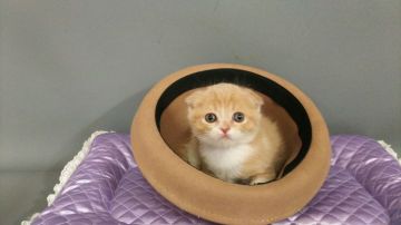 スコティッシュフォールド(折れ耳)【長野県・男の子・2019年10月22日・クリームタビー&ホワイト（ショートヘアー）】の写真「女の子みたいに可愛いです。」