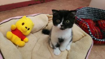 スコティッシュフォールド(折れ耳)【長野県・男の子・2019年6月18日・ブラック&ホワイト（ショートヘアー）】の写真「性格抜群の、甘えん坊でなつっこい子です。」