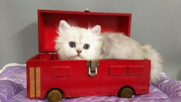 ペルシャ(チンチラ)【長野県・男の子・2019年8月25日・チンチラシルバー（ロングヘアー）】の写真「兄弟で一番大きくて、男の子らしい子です」