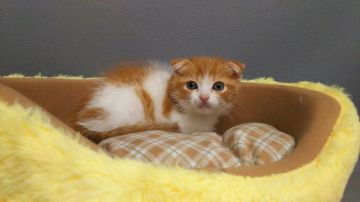 スコティッシュフォールド(折れ耳)【長野県・男の子・2017年3月21日・レッドタビー&ホワイト、バン。（ショートヘアー）】の写真「女の子みたいにきれいでかわいい子です。」