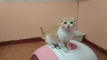 スコティッシュフォールド(折れ耳)【長野県・女の子・2019年4月3日・クリーム&ホワイト（ショートヘアー）】の写真「女の子らしい可愛い子です。」