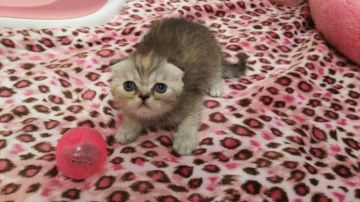 スコティッシュフォールド(折れ耳)【長野県・女の子・2019年6月2日・シルバーパッチドタビー（ショートヘアー）】の写真「丸顔の甘えん坊な可愛い子です。」