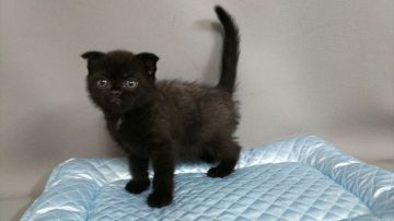 スコティッシュフォールド(折れ耳)【長野県・男の子・2019年9月22日・ブラックスモーク（ショートヘアー）】の写真「兄弟で一番大きくてしっかりしています」