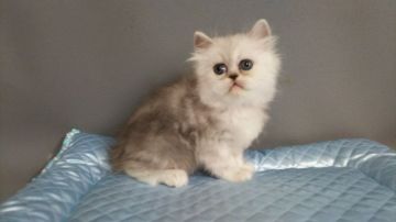 ペルシャ(チンチラ)【長野県・男の子・2019年8月25日・チンチラシルバー（ロングヘアー）】の写真「目の大きな、元気な子です」