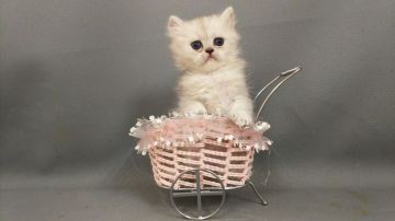 ペルシャ(チンチラ)【長野県・女の子・2019年2月26日・チンチラシルバー（ロングヘアー）】の写真「小降りの女の子らしい可愛いこ」