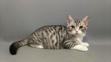 スコティッシュストレート【長野県・男の子・2017年3月22日・シルバータビー&ホワイト（ショートヘアー）】の写真「シルバータビーのきれいな子です。」