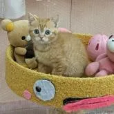 スコティッシュストレート【長野県・女の子・2022年12月12日・レッドタビー】の写真1「ナタリーちゃんです。よろしくねー😺」