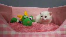 スコティッシュフォールド【長野県・男の子・2017年3月5日・】の写真1「リオン君です。よろしくね。」