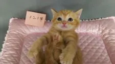 スコティッシュストレート【長野県・女の子・2020年2月11日・】の写真2「肉球はピンクです🐾」