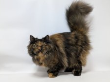 スコティッシュストレート【・女の子・2024年8月6日・トーティシェル】「毛吹が良くてフカフカ」