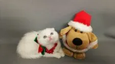 スコティッシュフォールド(折れ耳)【長野県・女の子・2017年10月14日・】の写真2「まっ白、まん丸、フワモコです。」
