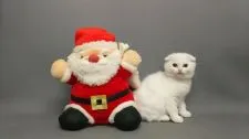 スコティッシュフォールド(折れ耳)【長野県・女の子・2017年10月5日・】の写真3「クリスマスはまだカナー⁉️」