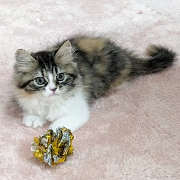 ID：2509-01143の子猫