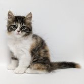 スコティッシュストレート