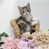 スコティッシュストレート