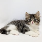 スコティッシュストレート
