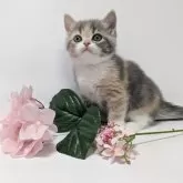 スコティッシュストレート