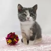 スコティッシュストレート