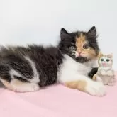 スコティッシュストレート