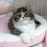 スコティッシュストレート