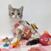 スコティッシュストレート【長野県・女の子・2026年4月9日・三毛（キャリコ）】の写真4「お祭りは金魚すくいをしようかな」