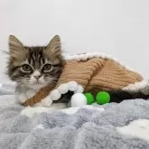 スコティッシュストレート【長野県・男の子・2025年8月11日・ブラウンタビー&ホワイト】の写真5「目の色はチャイルドブルーからゴールドに変わってきました」