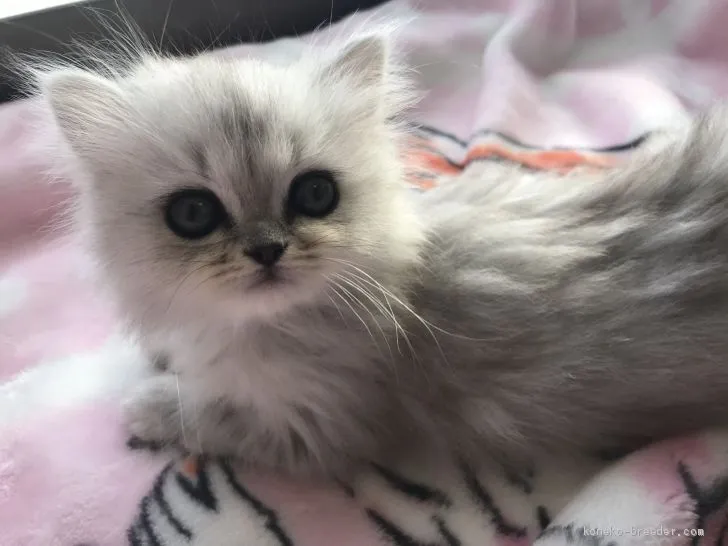 ID：1911-01846の子猫
