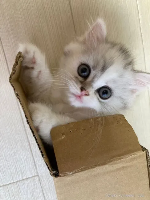 ID：2108-01717の子猫