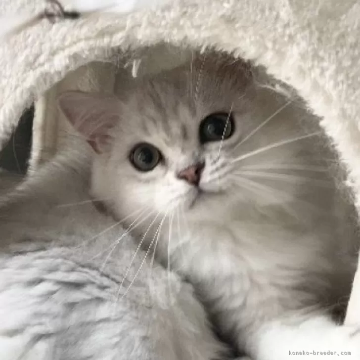 ID：2406-02610の子猫