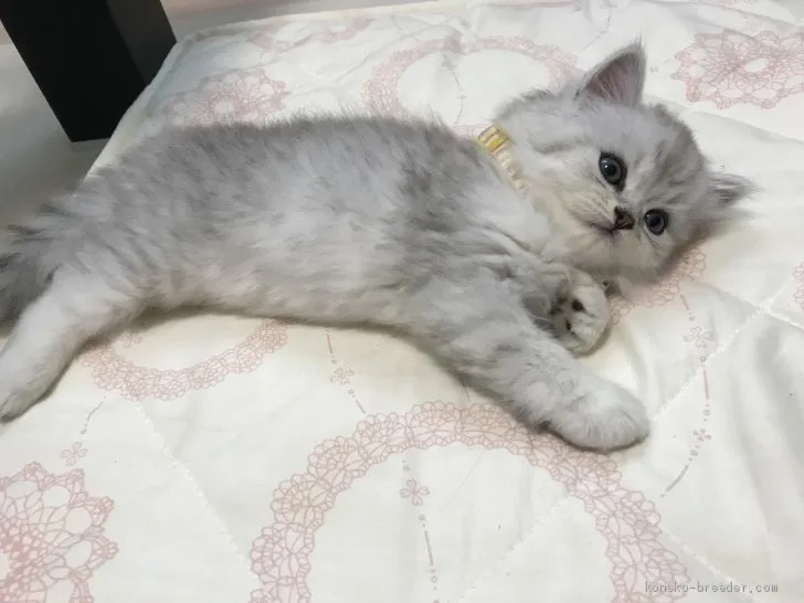 ID:2007-01493の子猫