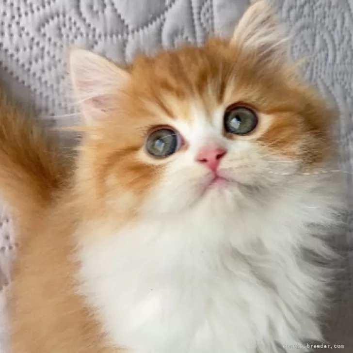 ID:2404-01037の子猫