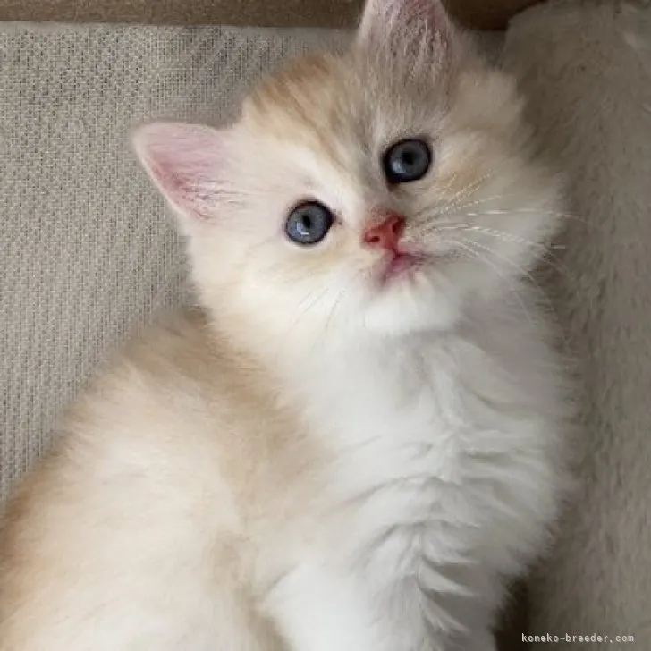 ID:2311-00355の子猫