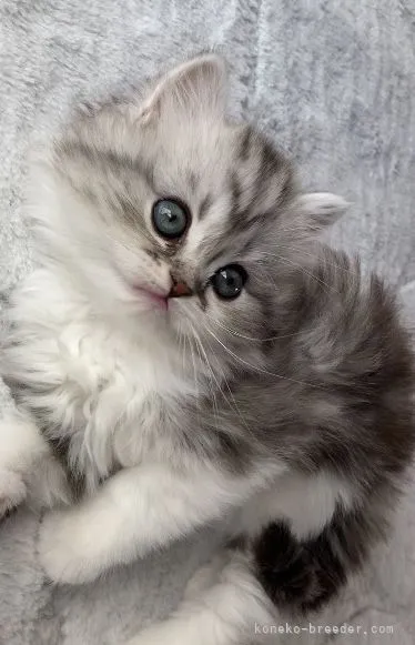 ID：2201-00192の子猫