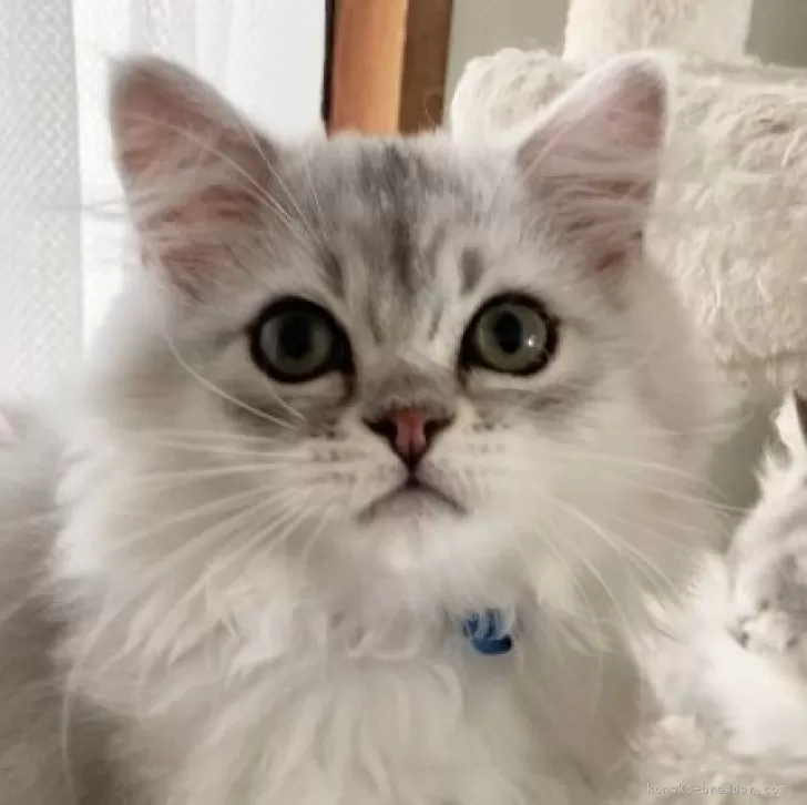 ID：2406-02588の子猫