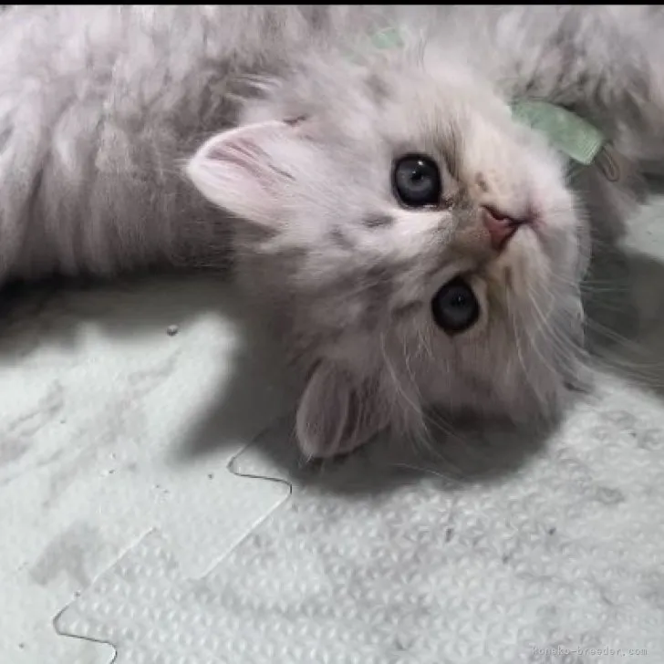 ID:2306-01528の子猫