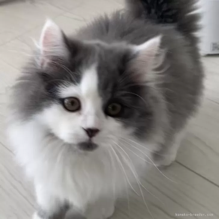 ID:2403-00733の子猫
