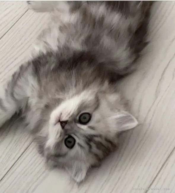 ID:2108-02056の子猫