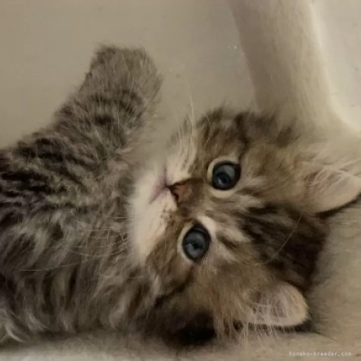 ID:2407-00948の子猫