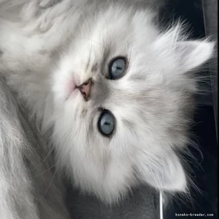 ID：2211-01439の子猫