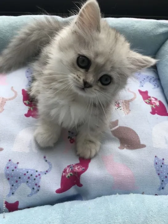 ID：1807-01585の子猫