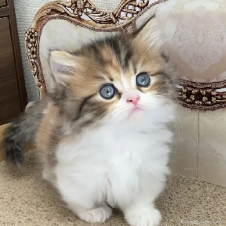 ID：2311-00685の子猫