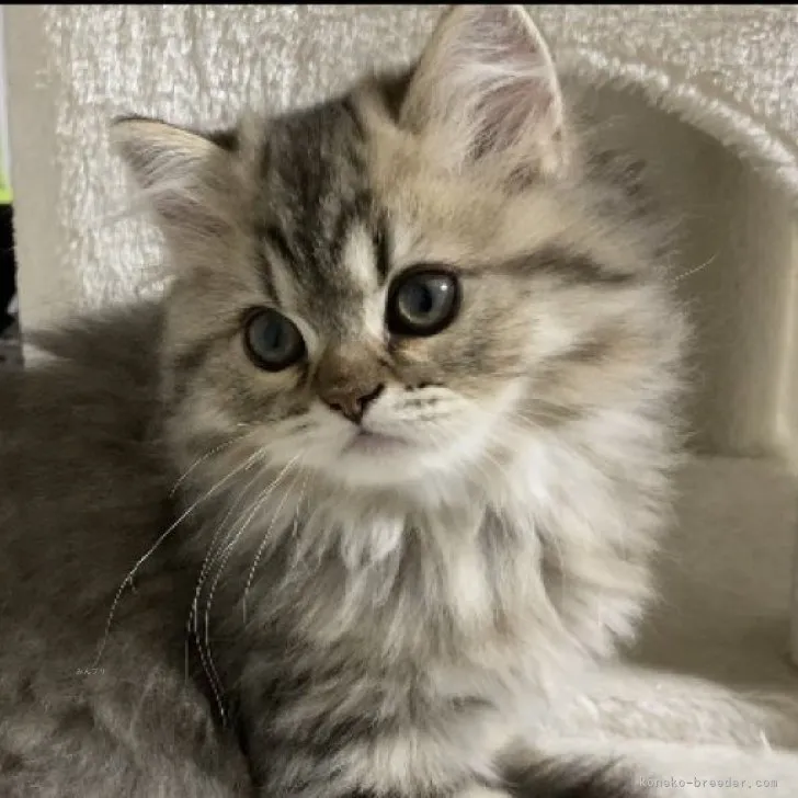 ID:2309-01533の子猫