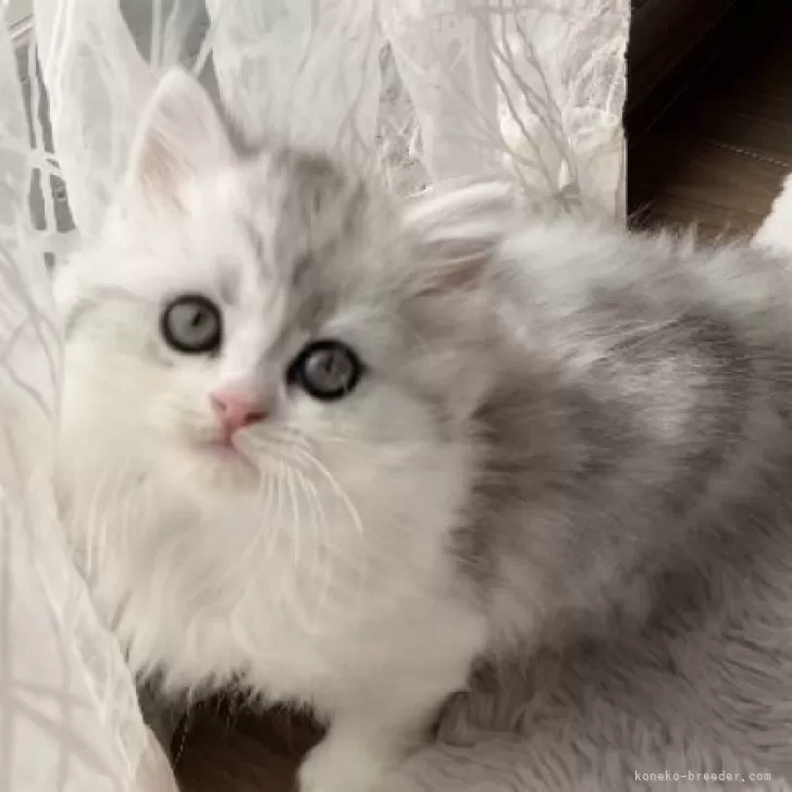 ID：2404-00886の子猫