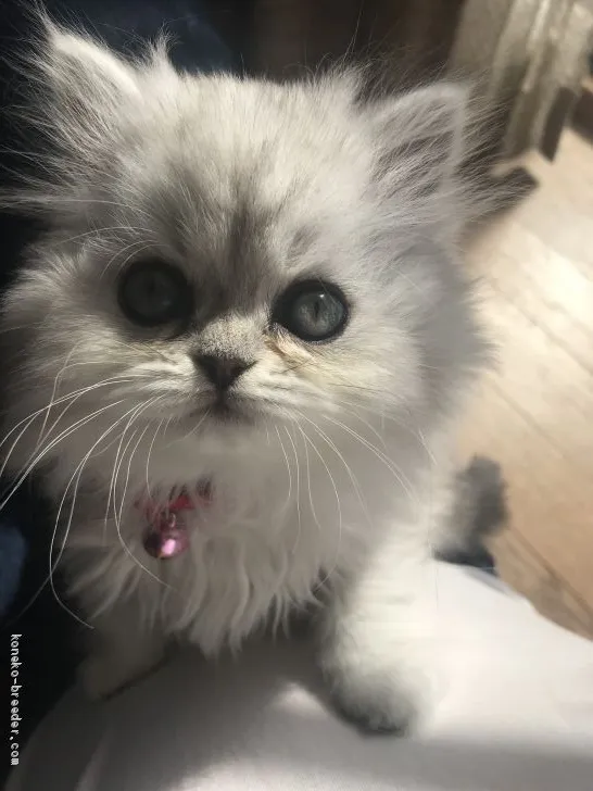 ID：1904-00558の子猫