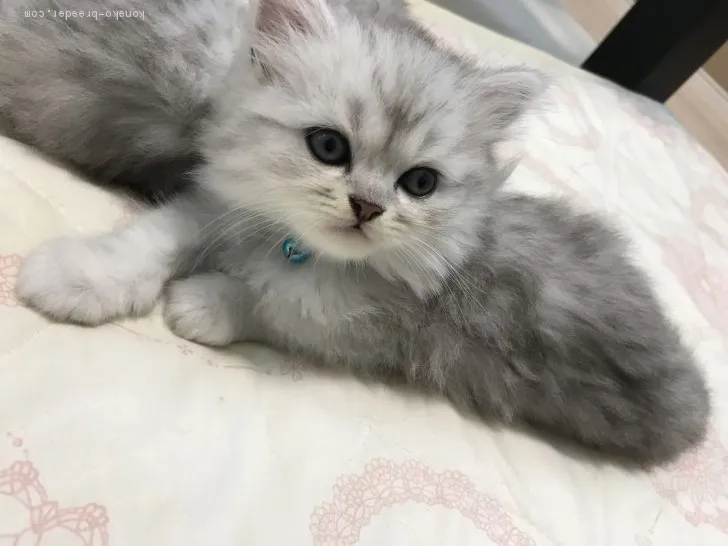 ID:2007-01534の子猫