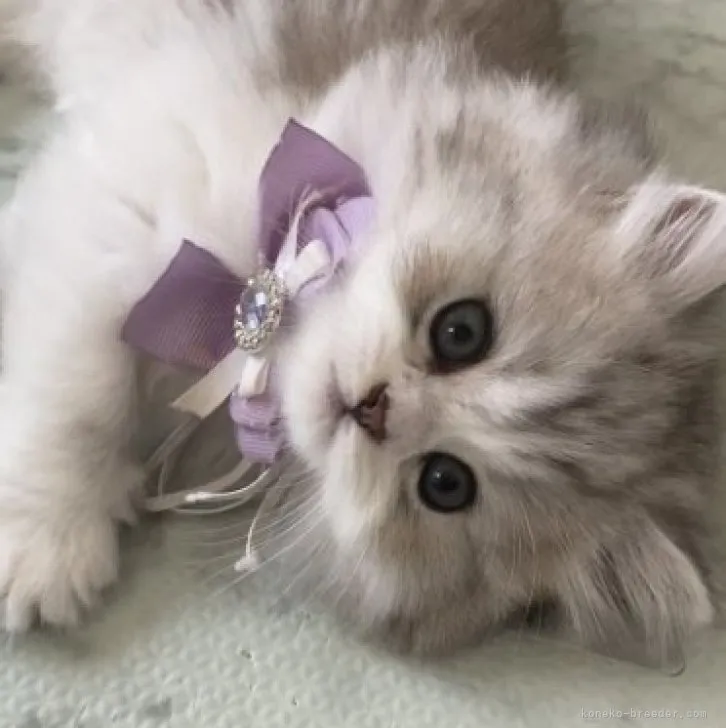 ID:2306-00930の子猫