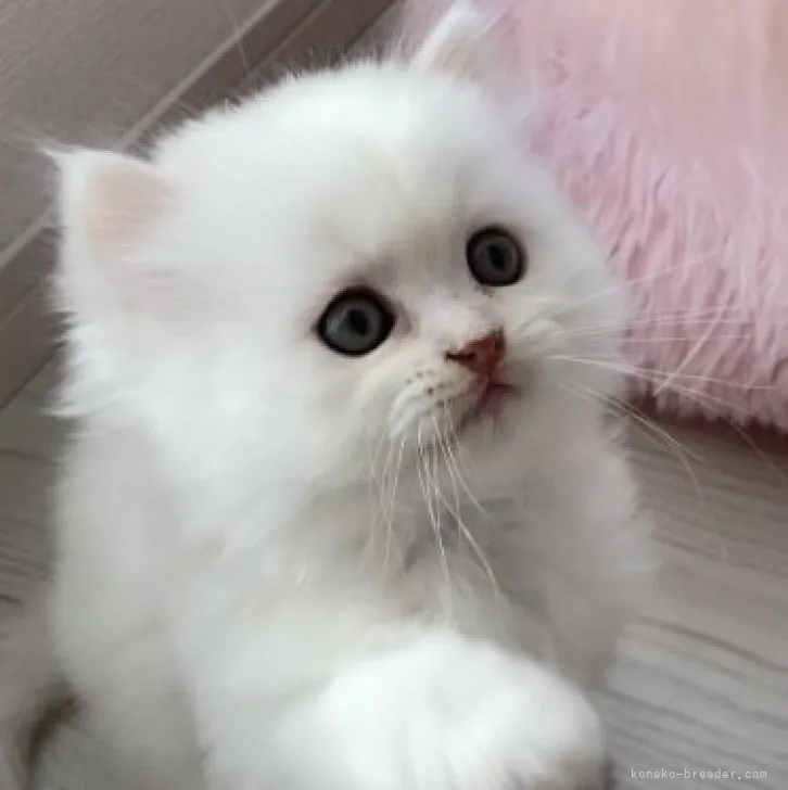 ID:2311-02178の子猫